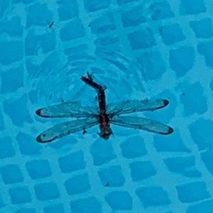 Meet your Posher, Adriana